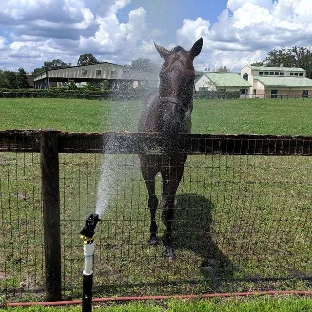 thumbnail for publication: Managing Heat Stress in Horses